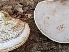 Ganoderma megaloma