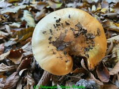 Calonarius splendens