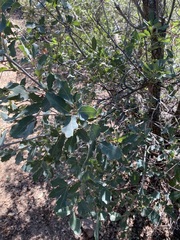 Quercus douglasii