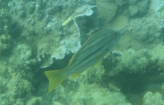 Lutjanus carponotatus