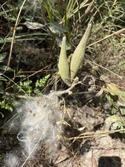 Asclepias obovata