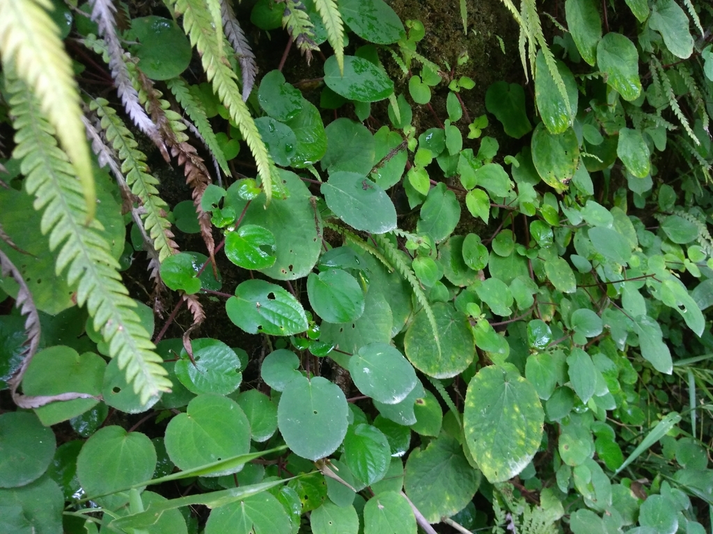 Bredia hirsuta