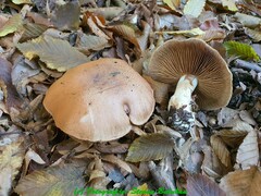 Calonarius splendens