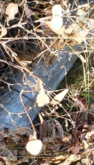 Symphoricarpos occidentalis