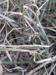 Agriphila vulgivagellus
