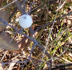 Symphoricarpos occidentalis