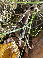 Melanoplus ponderosus