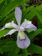 Iris cristata