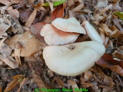 Entoloma