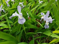 Iris cristata