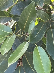 Ficus aurea