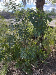 Ficus aurea