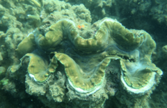 Tridacna squamosa