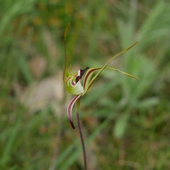 Caladenia tentaculata