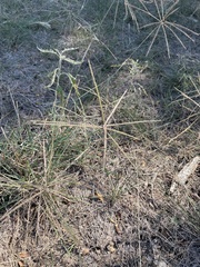 Chloris verticillata