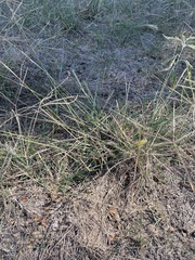 Chloris verticillata