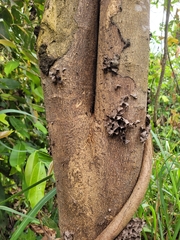 Gallesia integrifolia