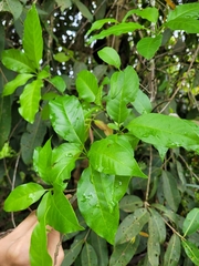 Gallesia integrifolia