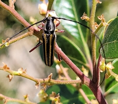 Sphaenothecus bilineatus