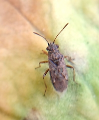 Nysius