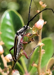 Sphaenothecus bilineatus