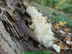 Hericium clathroides
