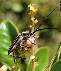 Sphaenothecus bilineatus