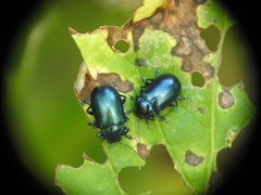 Oreina cacaliae