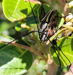Sphaenothecus bilineatus