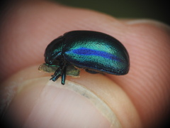 Oreina cacaliae