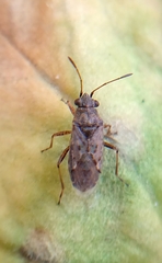 Nysius