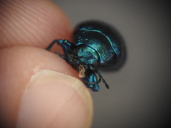 Oreina cacaliae