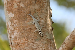 Lygodactylus mombasicus