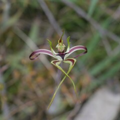 Caladenia tentaculata