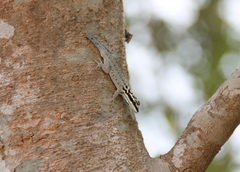 Lygodactylus mombasicus