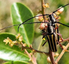 Sphaenothecus bilineatus