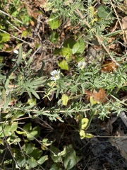 Symphyotrichum ericoides