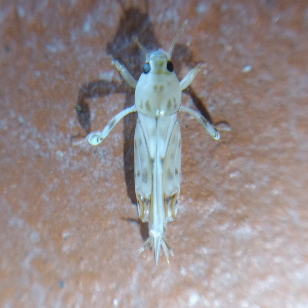 Neotridactylus albidus