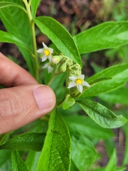 Solanum asperum