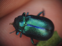 Oreina cacaliae