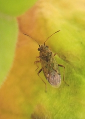 Nysius