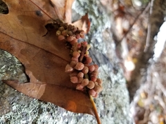 Callirhytis piperoides