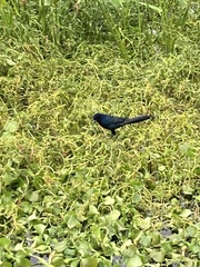 Quiscalus major westoni