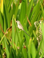 Prinia lepida