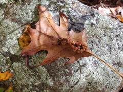 Callirhytis piperoides