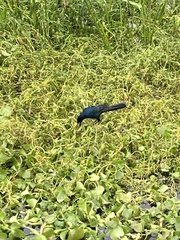 Quiscalus major westoni