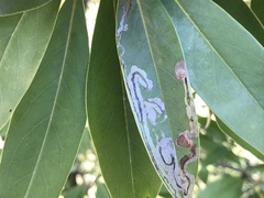 Phyllocnistis magnoliella