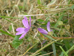 Malva sylvestris sylvestris