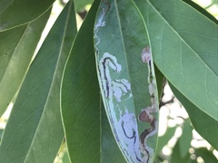 Phyllocnistis magnoliella