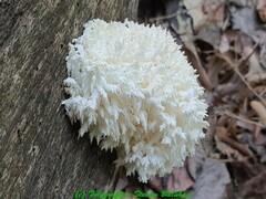Hericium clathroides